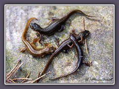 Teichmolche - Lissotriton vulgaris