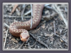 Vipera Berus