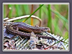 Wald - oder- Mooreidechse