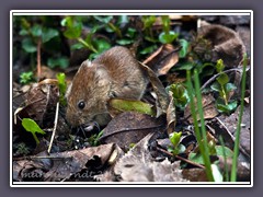 Waldmaus