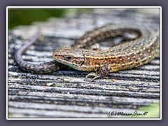 Wald-Mooreidechse - gehört zu den  Echten Eidechsen