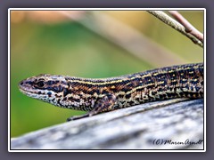 Wald-Mooreidechse - Zootoca vivipara