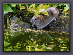 Wanderratte - Rattus norvegicus