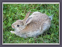 Wildkaninchen