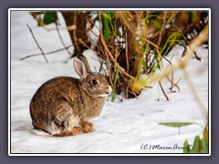 Wildkaninchen - Stammform aller Hauskaninchen