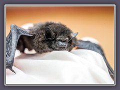 Zwergfledermaus
