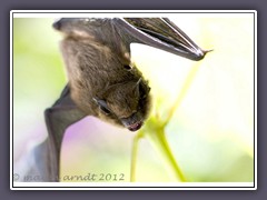 Zwergfledermaus - Pipistrellus pipistrellus