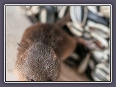 Zwergmaus - Micromys minutus