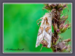 Achateule  - Phlogophora meticulosa - Wanderfalter