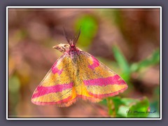 Ampfer-Purpurspanner - Lythria cruentaria