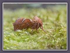 Ampferwurzelbohrer Weibchen - Triodia-sylvina