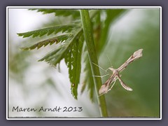 Aus der Familie der Federgeistchen - Pterophoridae