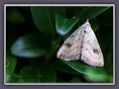 Seideneulchen -  Rivula-sericealis