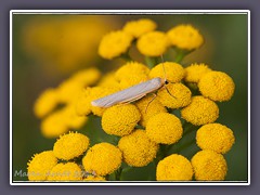 Blassstirniger Flechtenbär - Eilema-pygmaeola 