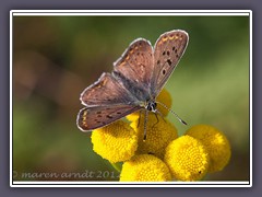 Brauner Feuerfalter Männchen  -  Lycaena tityrus