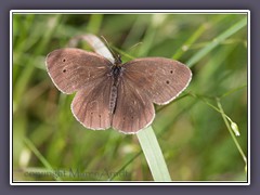 Brauner Waldvogel - Aphantopus hyperantus