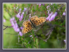 Braunfleckiger Perlmuttfalter - Boloria selene