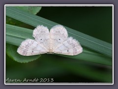 Breitgesäumter Zwergspanner - Idaea biselata 