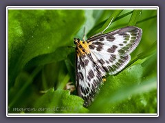 Brennesselzünsler - Eurrhypara Hortulana