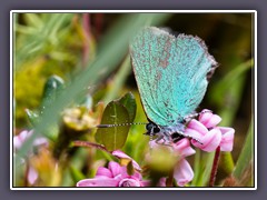 Brombeerzipfelfalter auf Moosbeerenblüte