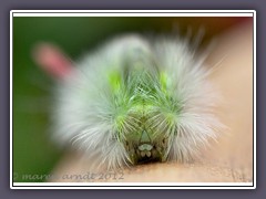 Buchenstreckfussraupe - Calliteara pudibunda