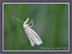 Catoptria margaritella - Zünsler 