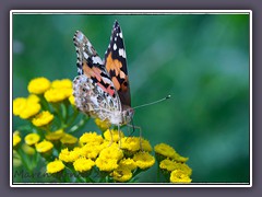 Distelllater - Vanessa cardui