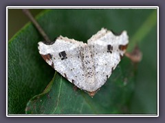 Dunkelgrauer Eckflügerspanner - Macaria alternata