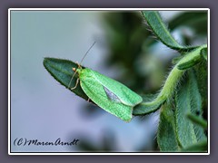 Eichenwickler - Tortrix viridana