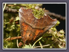 Eine Zackeneule - Scoliopteryx libatrix