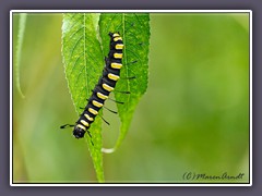 Erlenrinden Eule - Acronicta alni