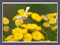 Familie der Federgeistchen - Platyptilia pallidactyla