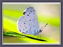 Faulbaumbläuling - Celastrina argiolus