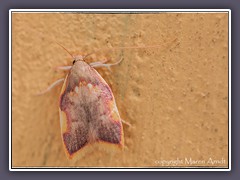 Faulholzmotte - Carcina-quercana