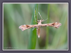 Federgeistchen - Platyptilia calodactyla