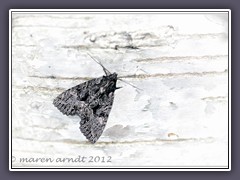 Fieberklee Sumpfeule - Acronicta-menyanthidis