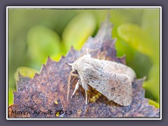 Frühe Kätzcheneule oder gelbbraune Frühlingseule - Orthosia - Monima
