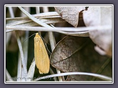 Frühlings-Flechtenbär - Eilema sororcula