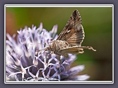 Gammaeule - Autographa gamma