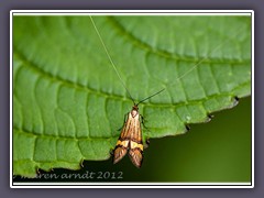 gebänderte Langhornmotte - Nemophora-degeerella