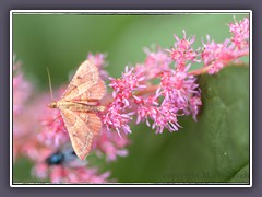 Geflammter Kleinzünsler - Endotricha flammealis