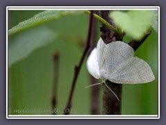 Gelblichweißer - Kleinspanner -Scopula-floslactata