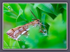 Gemeiner Kiefernspanner - Bupalus piniaria