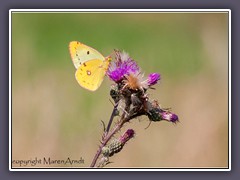 Goldene Acht - Colias hyale