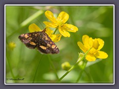 Goldzünsler - Pyrausta aurata