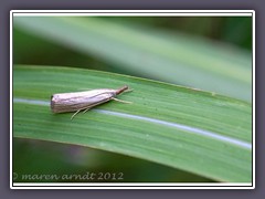 Graszünsler - Crambus lathionellus