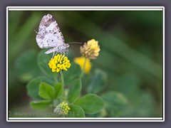 Graubinden Labkrautspanner - Epirrhoe alternata