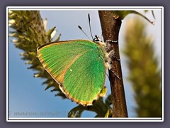 Grüner Zipfelfalter - Callophrys rubi