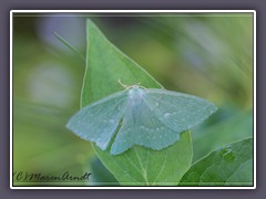 Grünes Blatt - Geometra-papilionaria