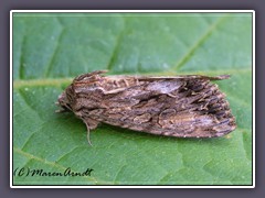 Große Grasbüscheleule - Apamea monoglypha